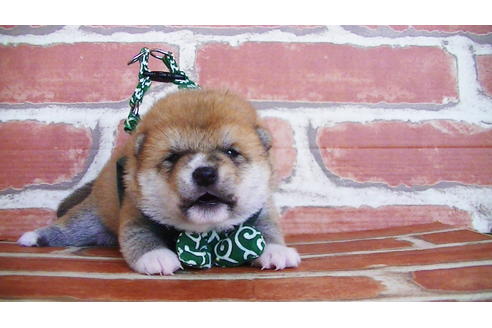 成約済の福岡県の豆柴-133871の8枚目