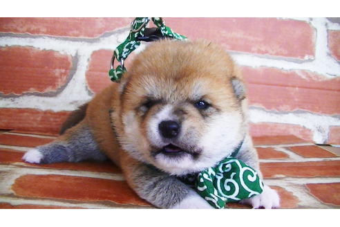 成約済の福岡県の豆柴-133871の7枚目