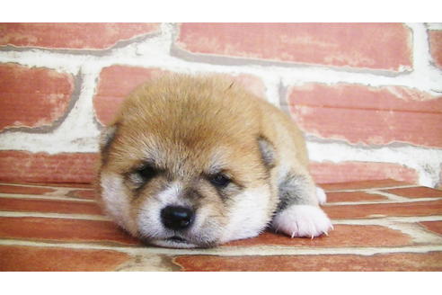 成約済の福岡県の豆柴-133871の6枚目