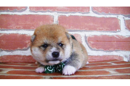 成約済の福岡県の豆柴-133871の5枚目