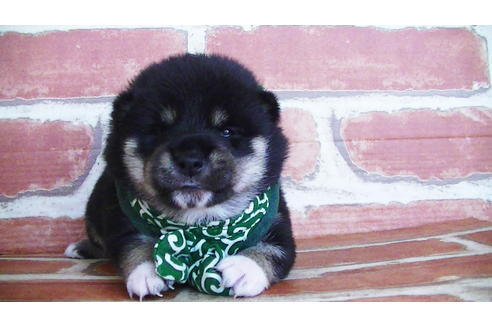 成約済の福岡県の豆柴-133867の5枚目