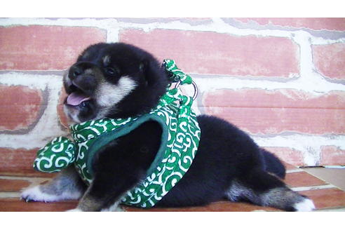 成約済の福岡県の豆柴-133867の4枚目