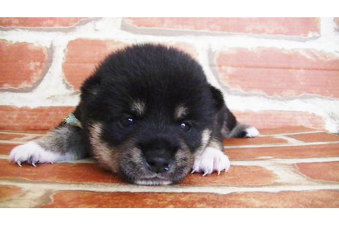 成約済の福岡県の豆柴-133867の3枚目