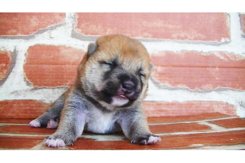 成約済の福岡県の豆柴-134972の20枚目