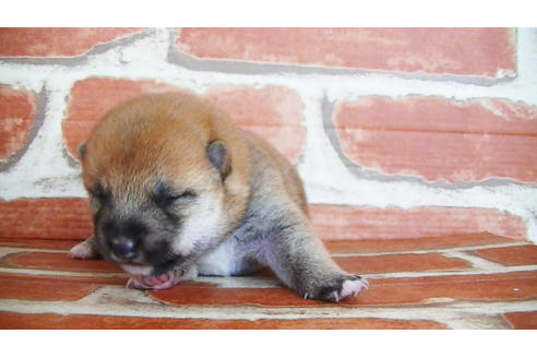 成約済の福岡県の豆柴-134972の19枚目