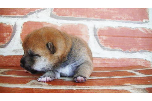 成約済の福岡県の豆柴-134972の18枚目