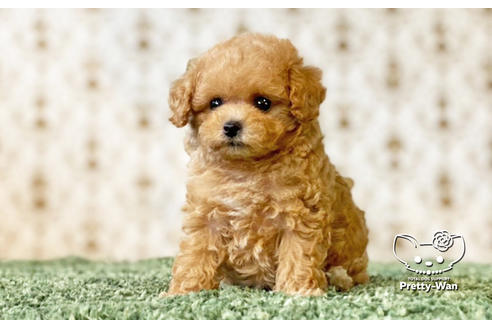 成約済の愛知県のタイニープードル-134976の5枚目