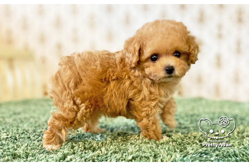 成約済の愛知県のタイニープードル-134976の4枚目