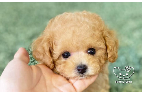 成約済の愛知県のタイニープードル-134976