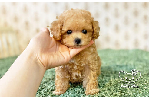 成約済の愛知県のタイニープードル-134976の2枚目