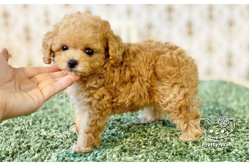 成約済の愛知県のタイニープードル-134976の3枚目