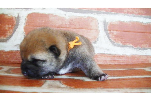 成約済の福岡県の豆柴-134980の9枚目