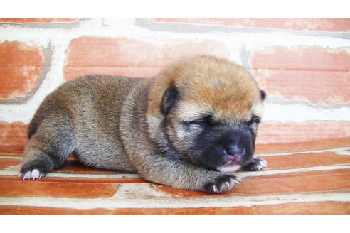 成約済の福岡県の豆柴-134980の8枚目