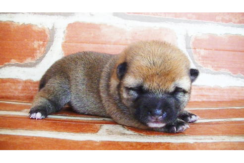 成約済の福岡県の豆柴-134980の7枚目