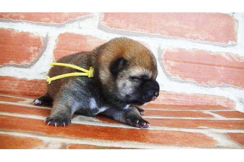 成約済の福岡県の豆柴-134982の16枚目