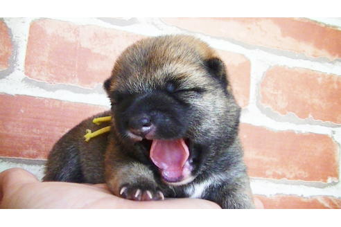 成約済の福岡県の豆柴-134982の15枚目