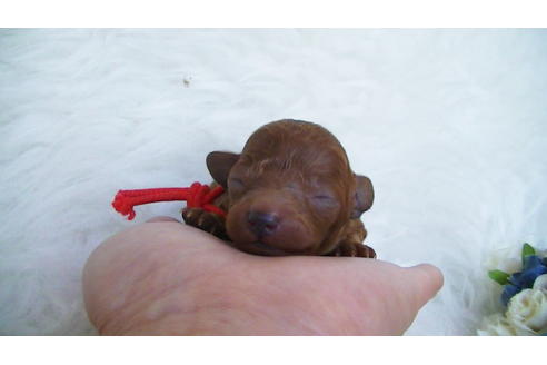 成約済の福岡県のティーカッププードル-134990の8枚目