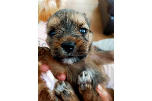 静岡県のミックス犬 男の子 21 05 05生まれ 可愛いマルキー マルチーズとヨーキーのミックス 子犬id ブリーダーナビ 静岡県のミックス犬 男の子 21 05 05生まれ 可愛いマルキー マルチーズとヨーキーのミックス 子犬id ブリーダーナビ