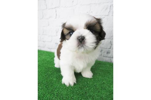 成約済の大阪府のシーズー-135036