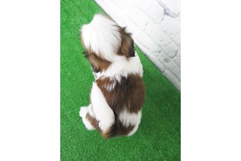 成約済の大阪府のシーズー-135036の8枚目