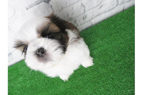 成約済の大阪府のシーズー-135036の7枚目