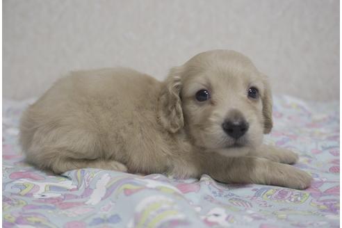 成約済の福岡県のミニチュアダックスフンド(ロングヘアード)-135044の1枚目