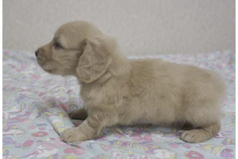 成約済の福岡県のミニチュアダックスフンド(ロングヘアード)-135044の2枚目