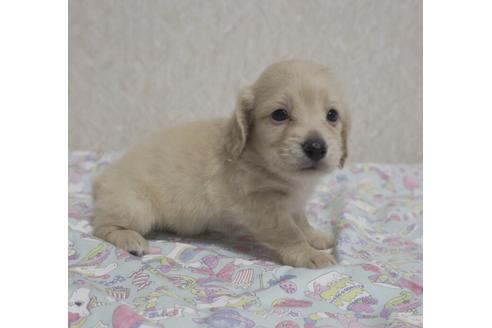 成約済の福岡県のミニチュアダックスフンド(ロングヘアード)-135039の1枚目