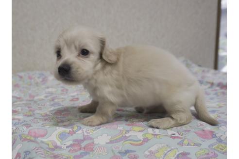 成約済の福岡県のミニチュアダックスフンド(ロングヘアード)-135040の3枚目