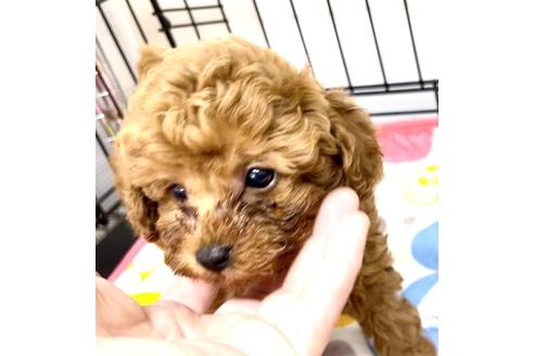 成約済の埼玉県のトイプードル-133747の13枚目