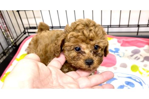 成約済の埼玉県のトイプードル-133747の12枚目
