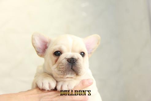 成約済の東京都のフレンチブルドッグ-135068の1枚目