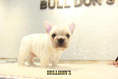 成約済の東京都のフレンチブルドッグ-135068の7枚目