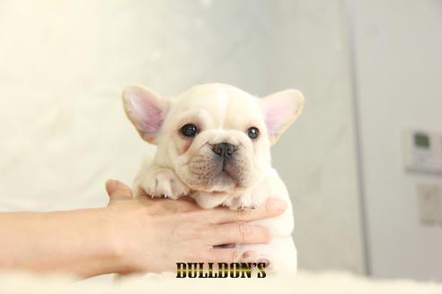 成約済の東京都のフレンチブルドッグ-135068の6枚目