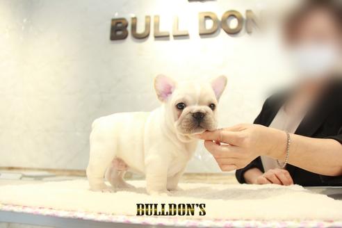 成約済の東京都のフレンチブルドッグ-135068の5枚目