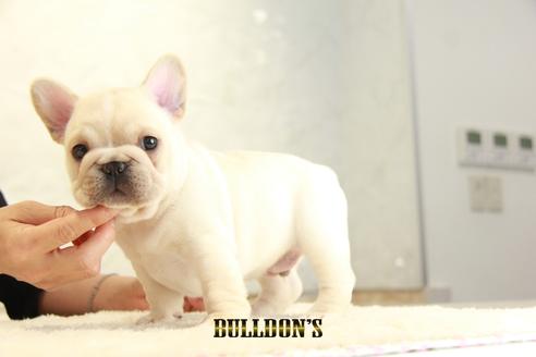 成約済の東京都のフレンチブルドッグ-135068の4枚目