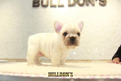 成約済の東京都のフレンチブルドッグ-135068の3枚目