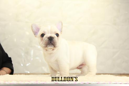 成約済の東京都のフレンチブルドッグ-135068の2枚目