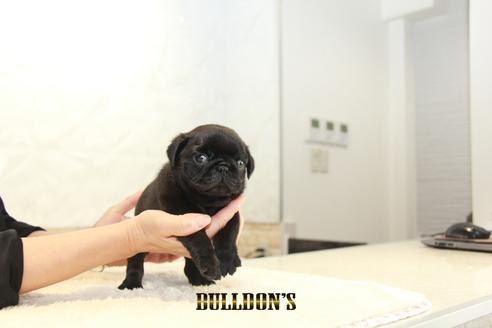 成約済の東京都のパグ-135071の1枚目