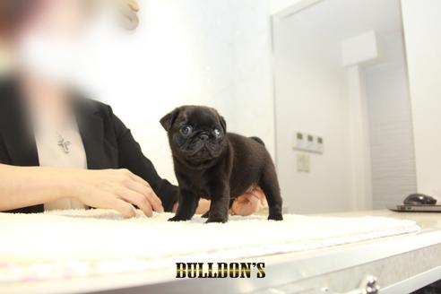 成約済の東京都のパグ-135071の7枚目