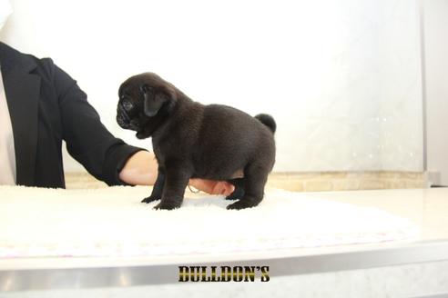 成約済の東京都のパグ-135071の3枚目