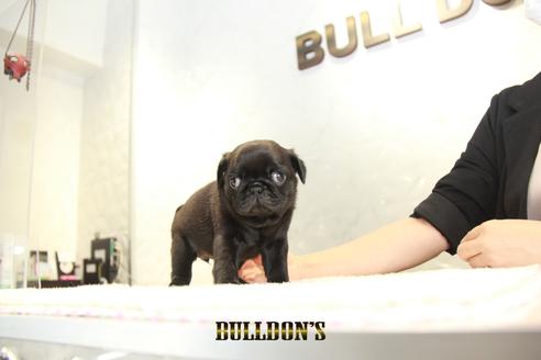 成約済の東京都のパグ-135071の2枚目