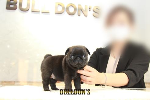 成約済の東京都のパグ-135072の6枚目