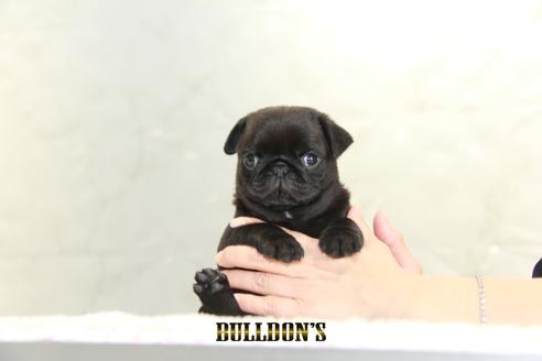 成約済の東京都のパグ-135072の4枚目