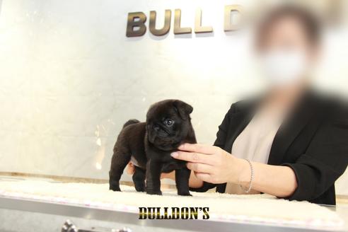 成約済の東京都のパグ-135072の3枚目