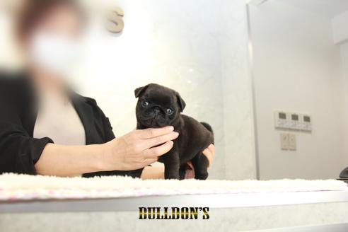 成約済の東京都のパグ-135072の2枚目