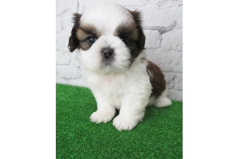 成約済の大阪府のシーズー-135036の5枚目