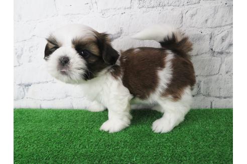 成約済の大阪府のシーズー-135036の4枚目