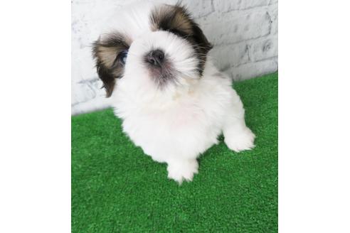 成約済の大阪府のシーズー-135036の3枚目