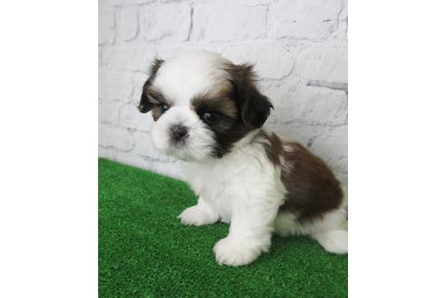 成約済の大阪府のシーズー-135036の2枚目